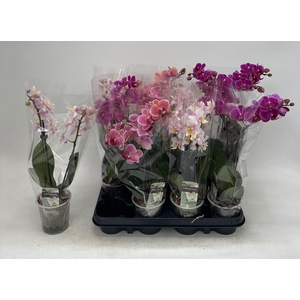 PHAL GEM