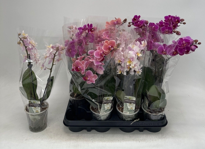 <h4>PHAL GEM</h4>