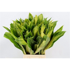 Cordyline Green Flash