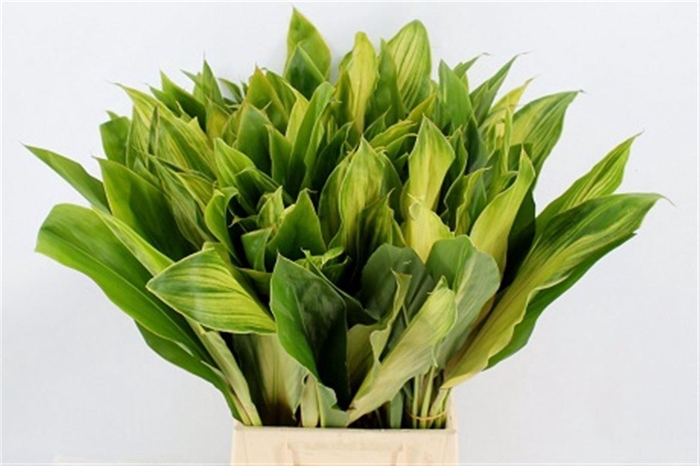 <h4>Cordyline Green Flash</h4>