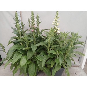 DIGI PURPUREA