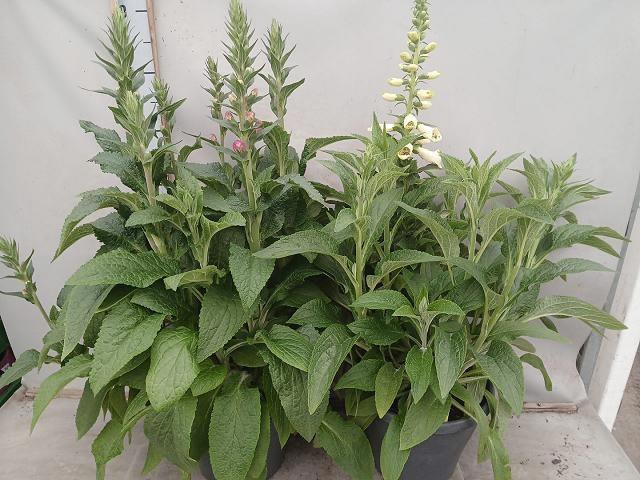 <h4>DIGI PURPUREA</h4>