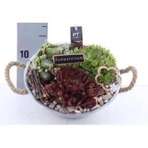 ARR SEMPERVIVUM