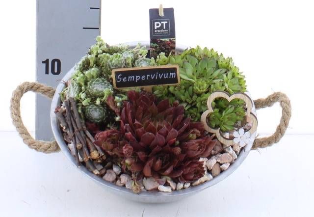<h4>ARR SEMPERVIVUM</h4>