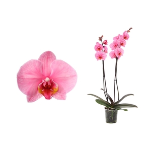 Phal I Am Pink 2T12+