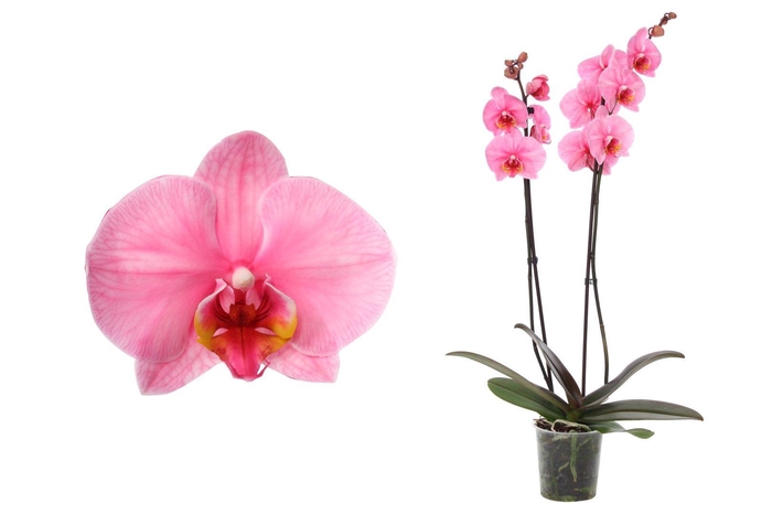<h4>Phal I Am Pink 2T12+</h4>