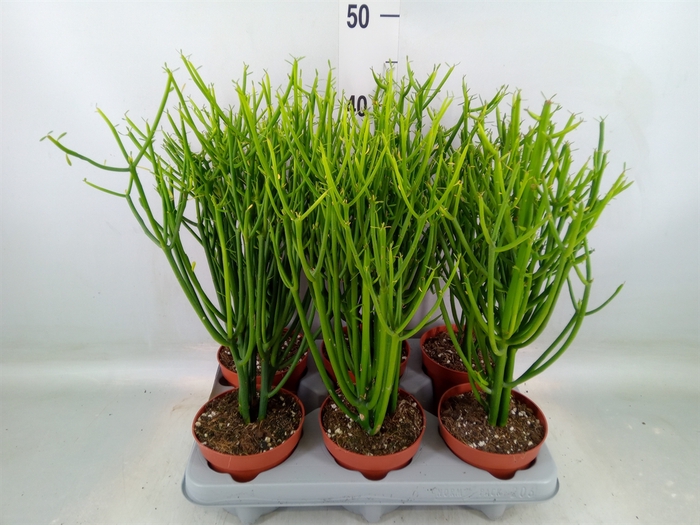 <h4>Euphorbia tirucalli</h4>