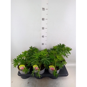 Lupinus polyp. 'Lupini Pink Shades'