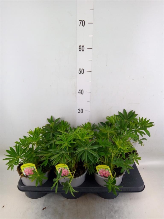 <h4>Lupinus polyp. 'Lupini Pink Shades'</h4>