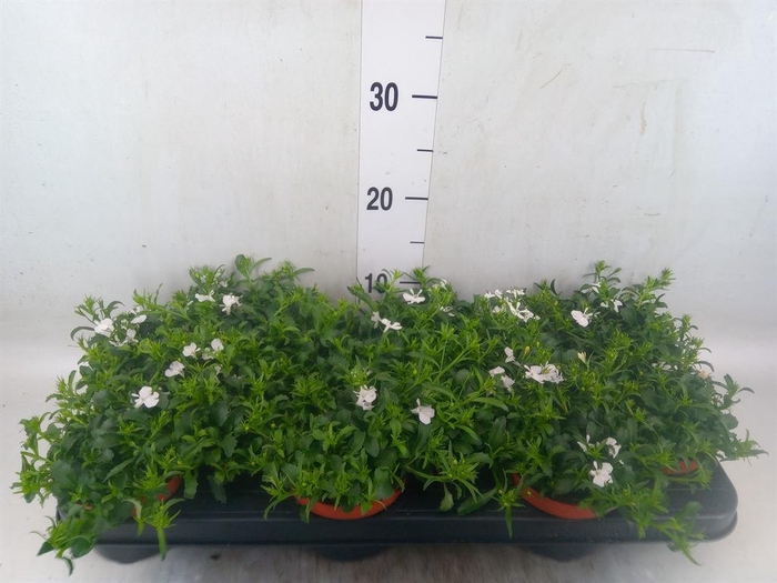 <h4>Lobelia erin. 'LagunTrail White'</h4>