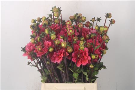 <h4>Dahl Old Pink</h4>
