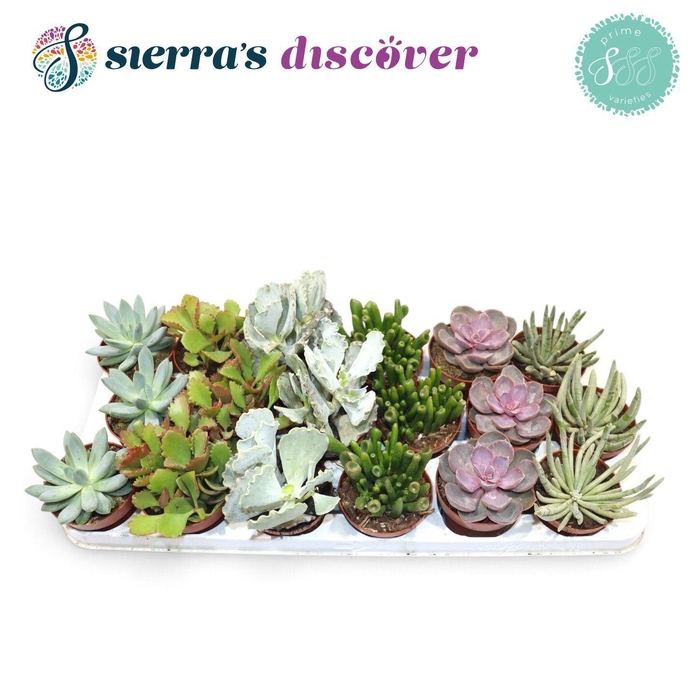 <h4>Succulent Mix P8.5</h4>