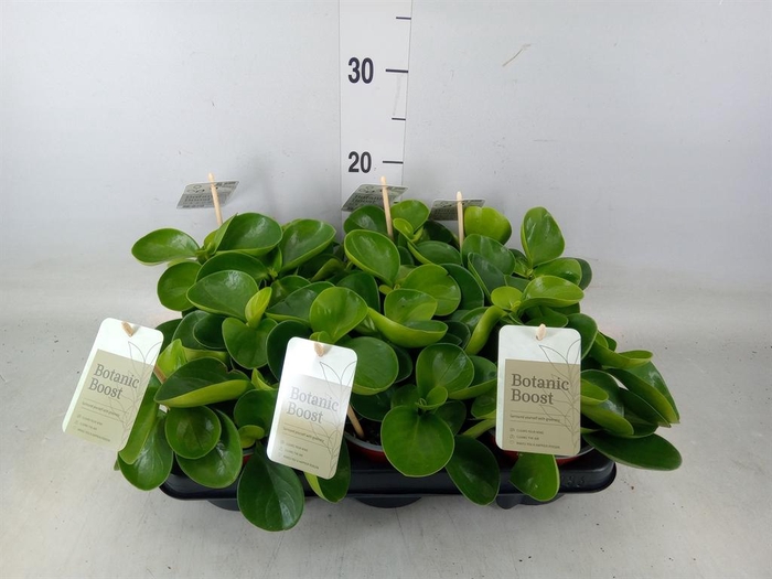 <h4>Peperomia obt. 'Green Gold'</h4>