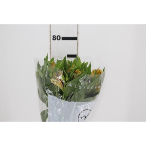 ALSTROEMERIA CINNAMON 080 CM