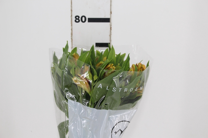 <h4>ALSTROEMERIA CINNAMON 080 CM</h4>