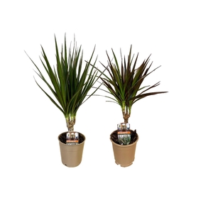 Dracaena marginata mix