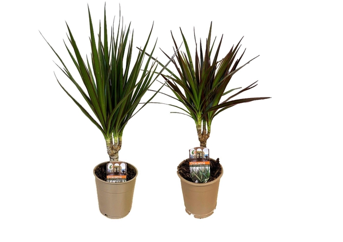<h4>Dracaena marginata mix</h4>