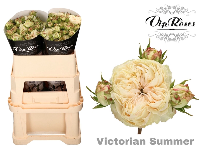 <h4>Rs tr Victorian Summer+</h4>