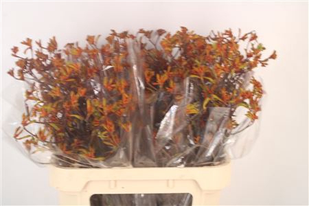 <h4>Anigoz Bush Sunset</h4>