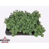 arr8 Sedum Sieboldii