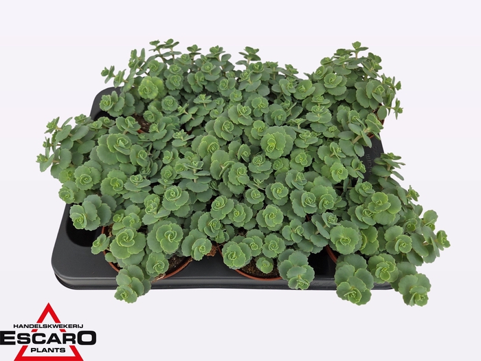 arr8 Sedum Sieboldii