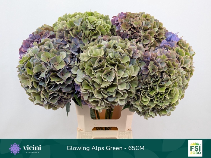 <h4>Hydrangea  'Glowing Alp Purple'  CL</h4>