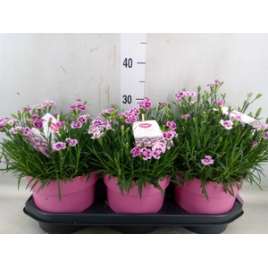 Dianthus  'Pink Kisses'