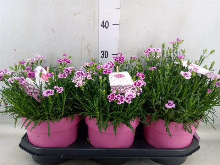 <h4>Dianthus  'Pink Kisses'</h4>
