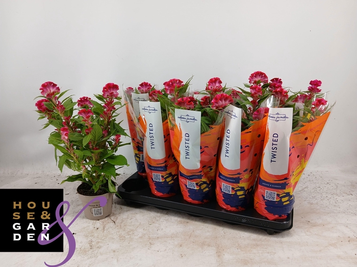 <h4>CEL CR TWIST PINK</h4>