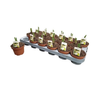 Galanthus Niv In Pot