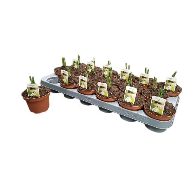 <h4>Galanthus Niv In Pot</h4>
