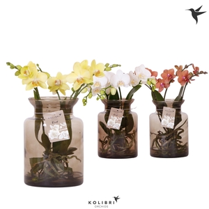 Kolibri Orchids Phalaenopsis Roots mix in glas stolp brown
