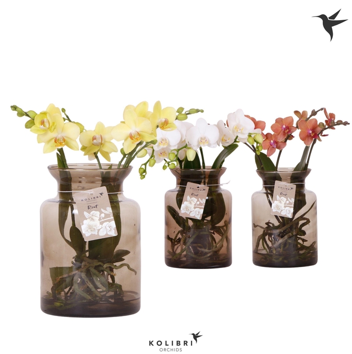 <h4>Kolibri Orchids Phalaenopsis Roots mix in glas stolp brown</h4>