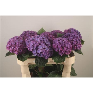 Hydr M Royal Anastasia