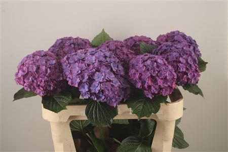 <h4>Hydr M Royal Anastasia</h4>