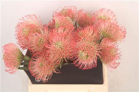 <h4>Leuco Co Ayoba Pink</h4>