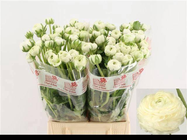 <h4>RAN EL WHITE</h4>