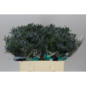 Eryngium Orion Ex