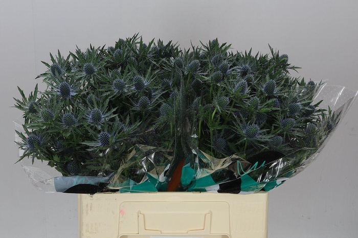 <h4>Eryngium Orion Ex</h4>