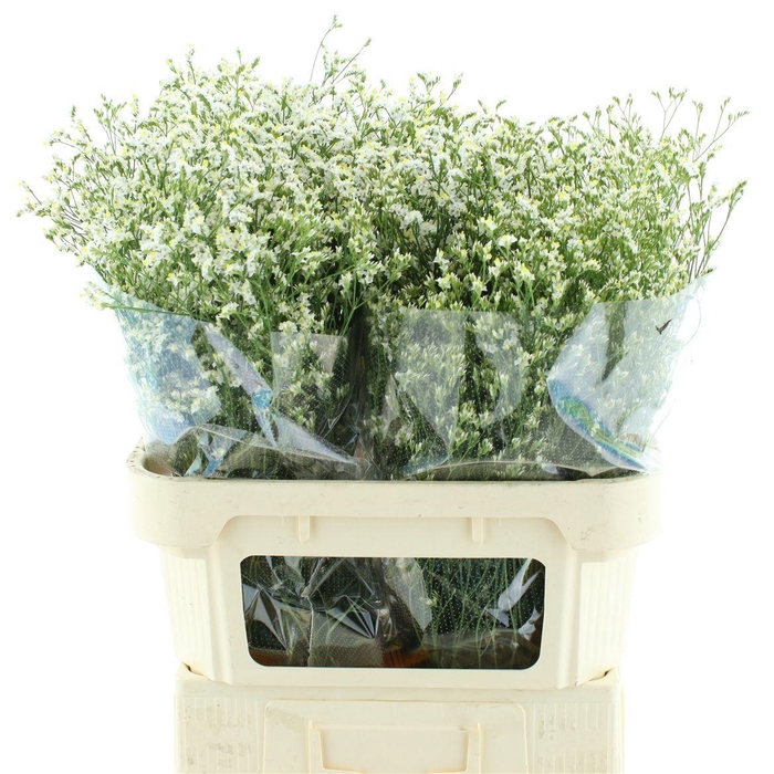 <h4>LIM SIN CHINA WHITE</h4>