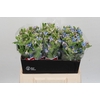 Oxypetalum Tweedia Blue