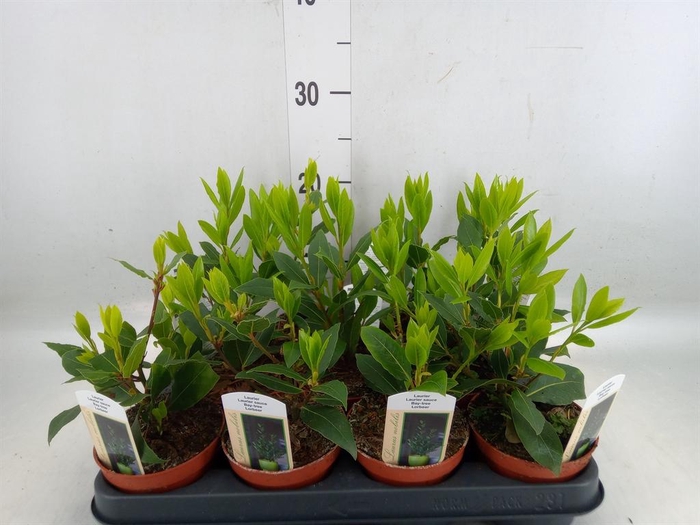 <h4>Laurus nobilis</h4>