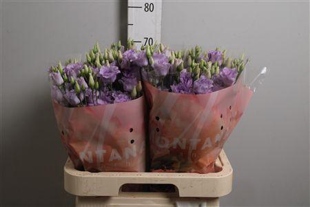 <h4>Eus G Arena Lavender</h4>