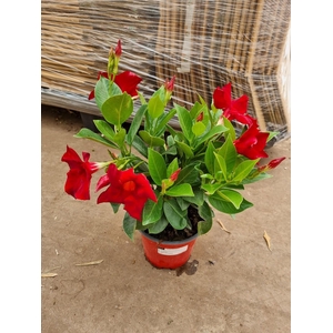 MANDE RIO DEEP RED