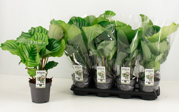 <h4>CALAT ORBIFOLIA</h4>
