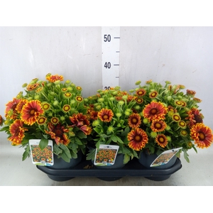 Gaillardia aristata 'Arizona Sun'