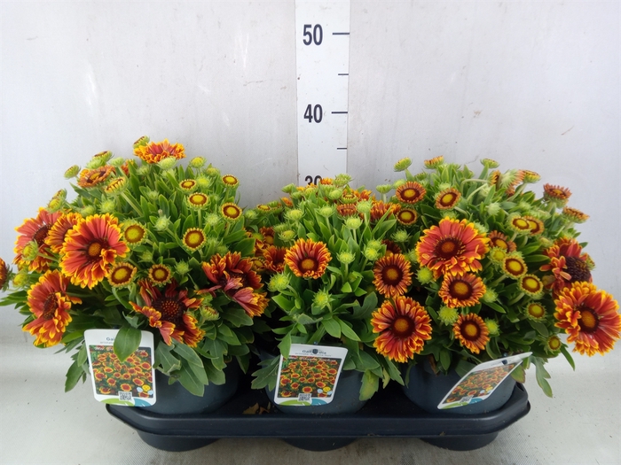 <h4>Gaillardia aristata 'Arizona Sun'</h4>
