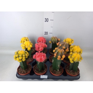 Gymnocalycium mihanov.   ...