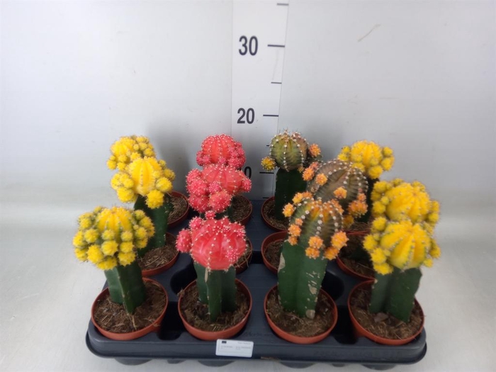 <h4>Gymnocalycium mihanov.   ...</h4>