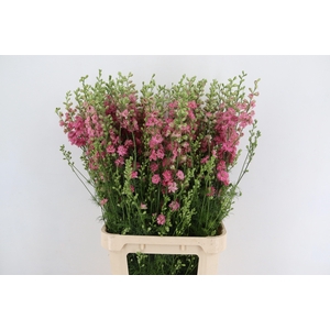 CONS R Q ROSE 100CM